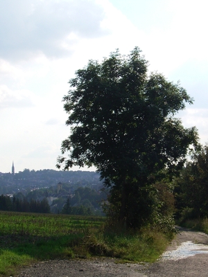 Blick vom Neuberg